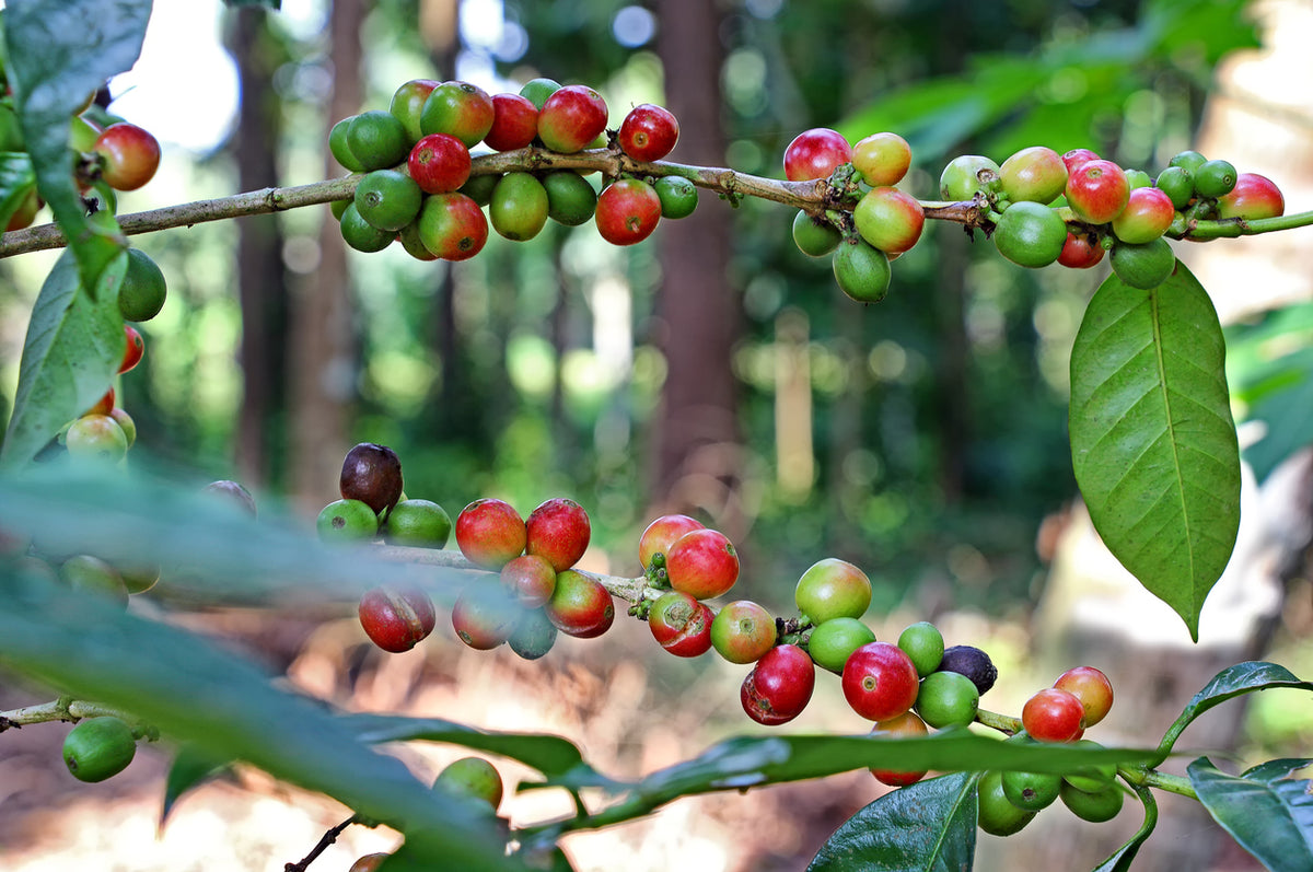 Coffee Arabica Plant - Matured