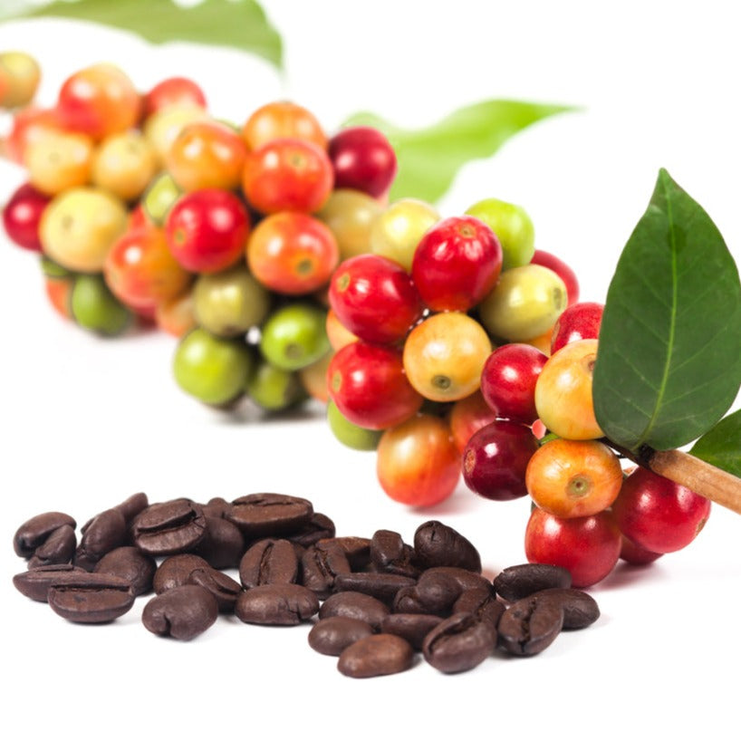 Coffee Arabica