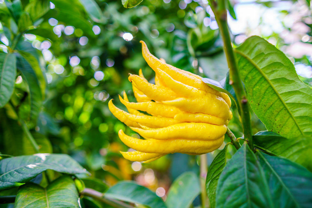Buddha's Hand - Matured and Grafted