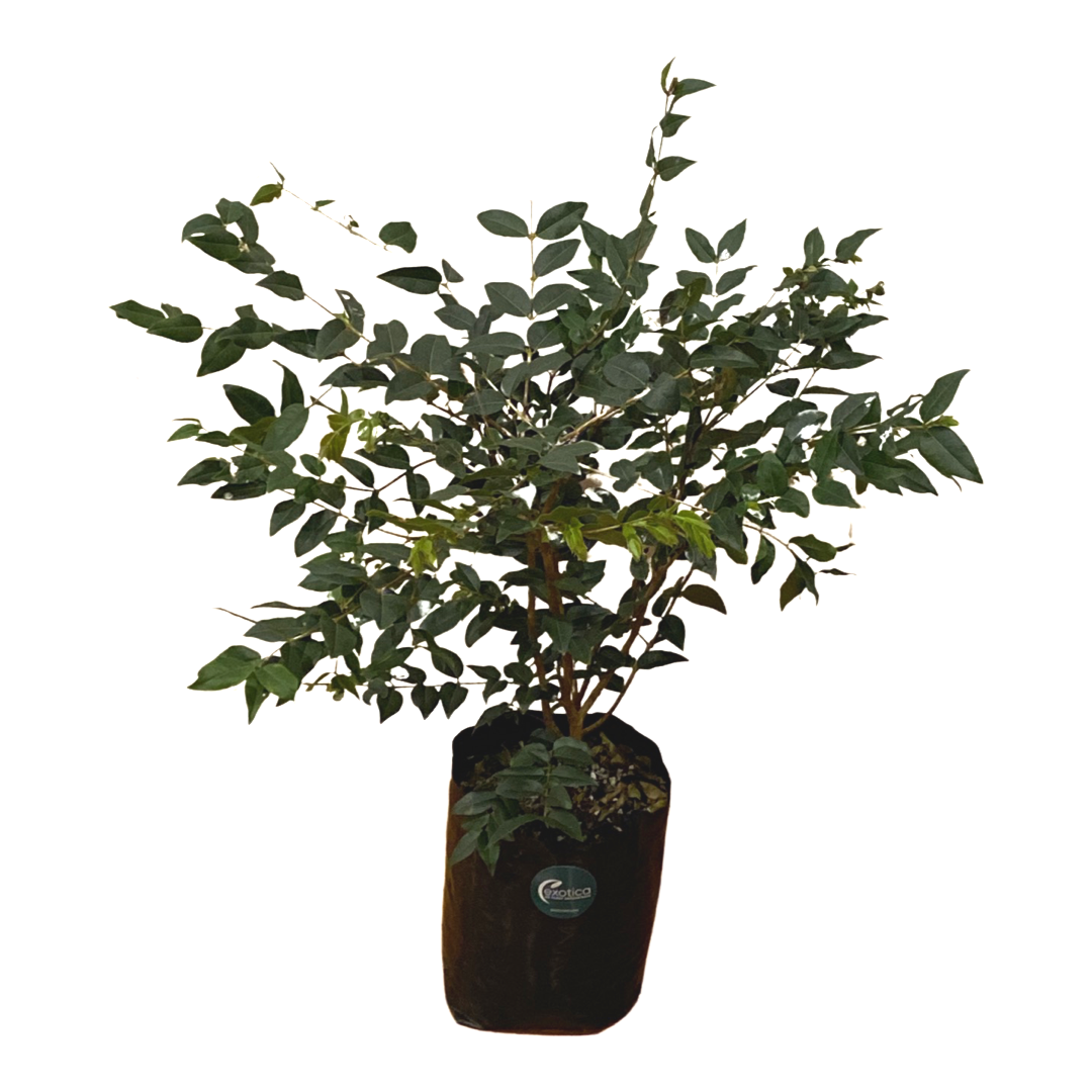 Jaboticaba Large Leaf - Rare Variety