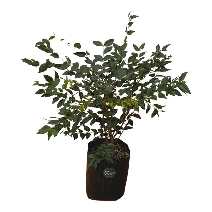 Jaboticaba Large Leaf - Rare Variety