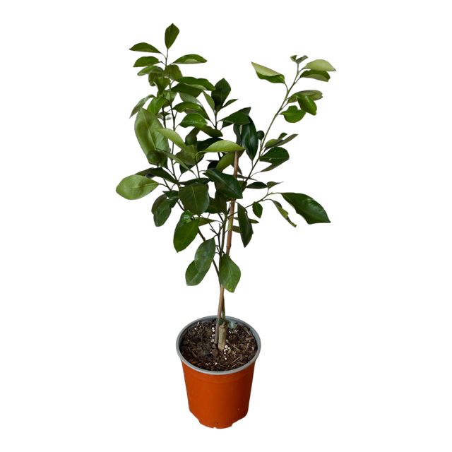 Calamansi Plant