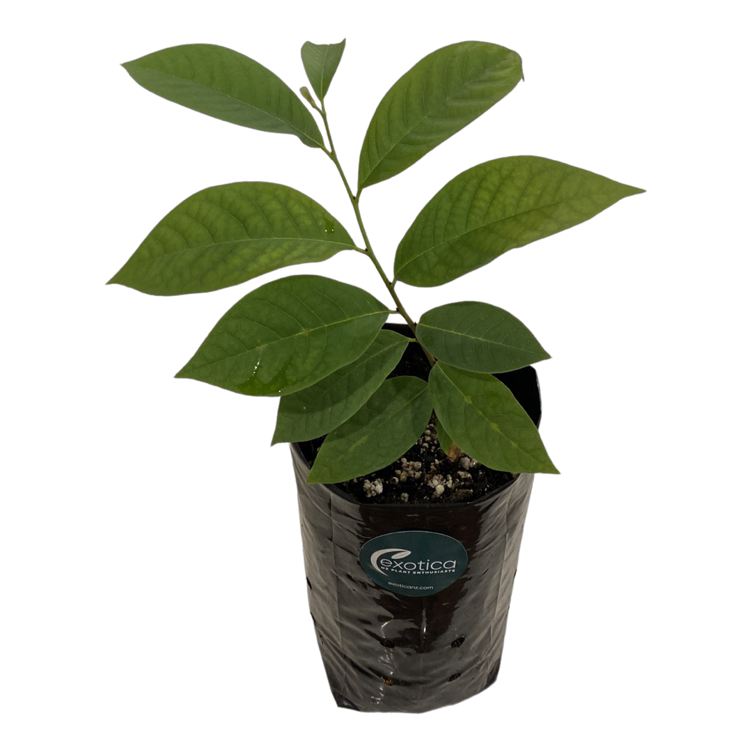 American Paw Paw - Cold Tolerant