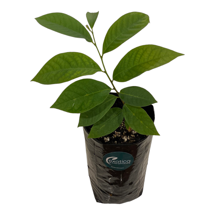 American Paw Paw - Cold Tolerant