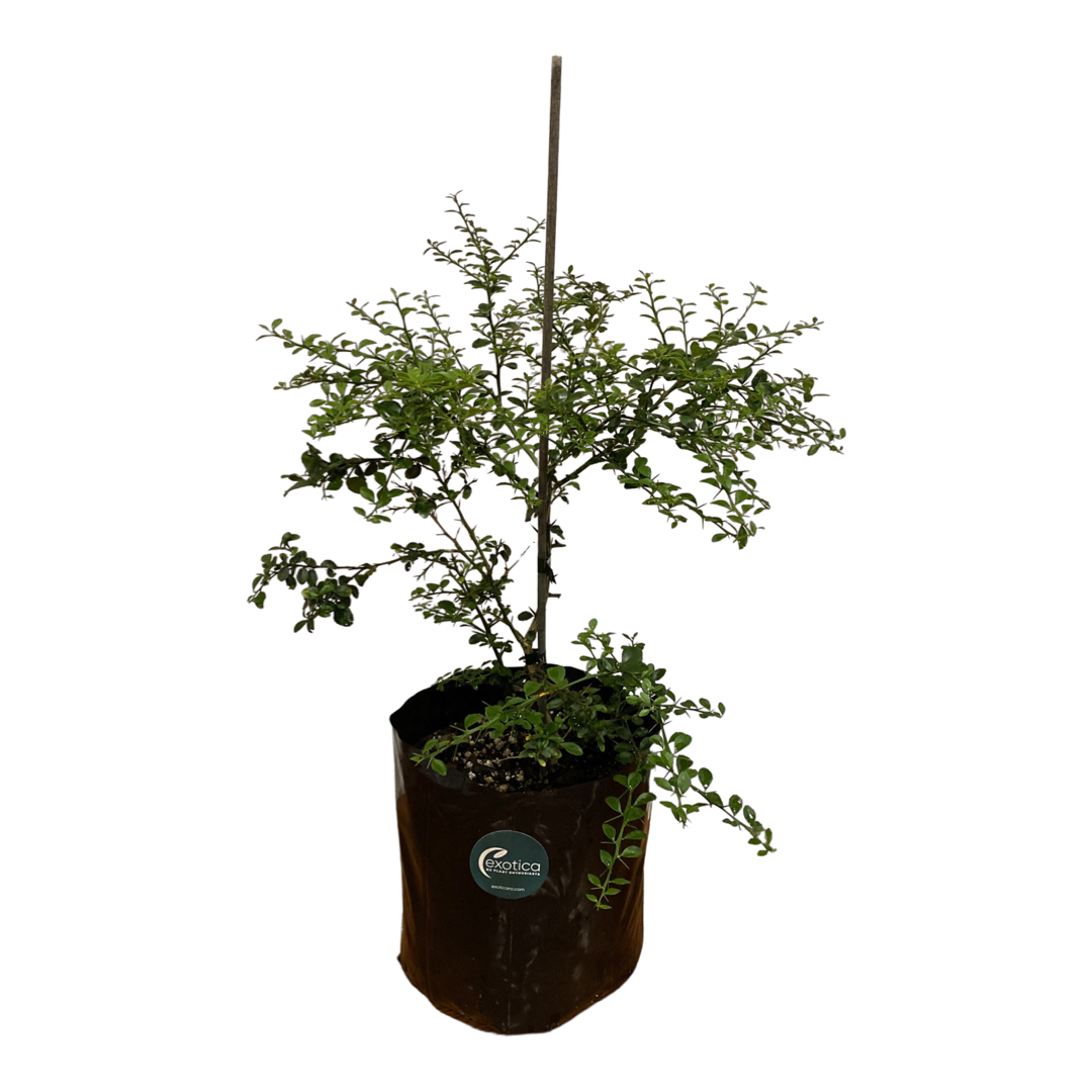 Australian Finger Lime - Grafted