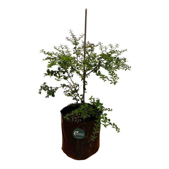 Australian Finger Lime - Grafted