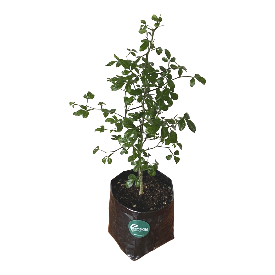 Trifoliata Citrus