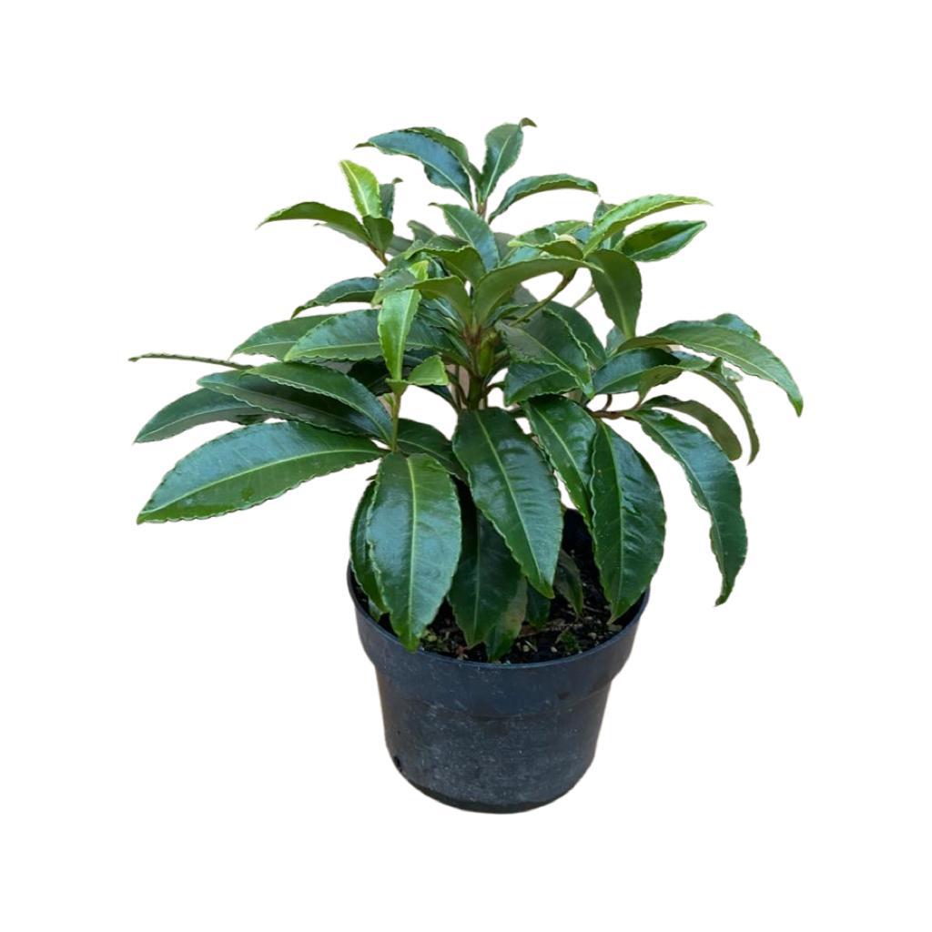 Ardisia Crenata - Christmas Berry