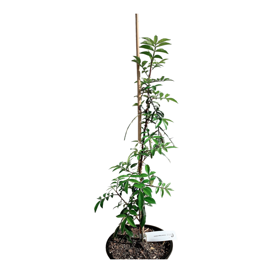 Green Sichuan Pepper - Matured Plant