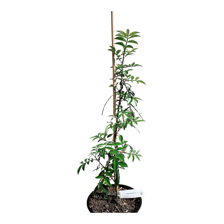 Green Sichuan Pepper - Matured Plant