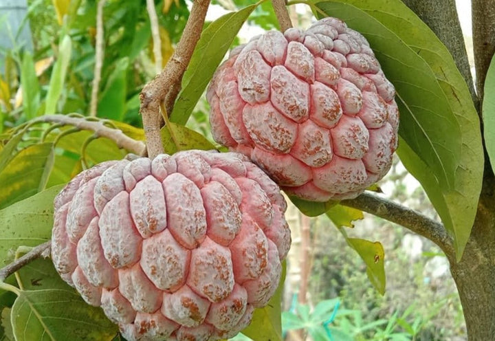 Pink Sugar Apple Plant - Sweetsop