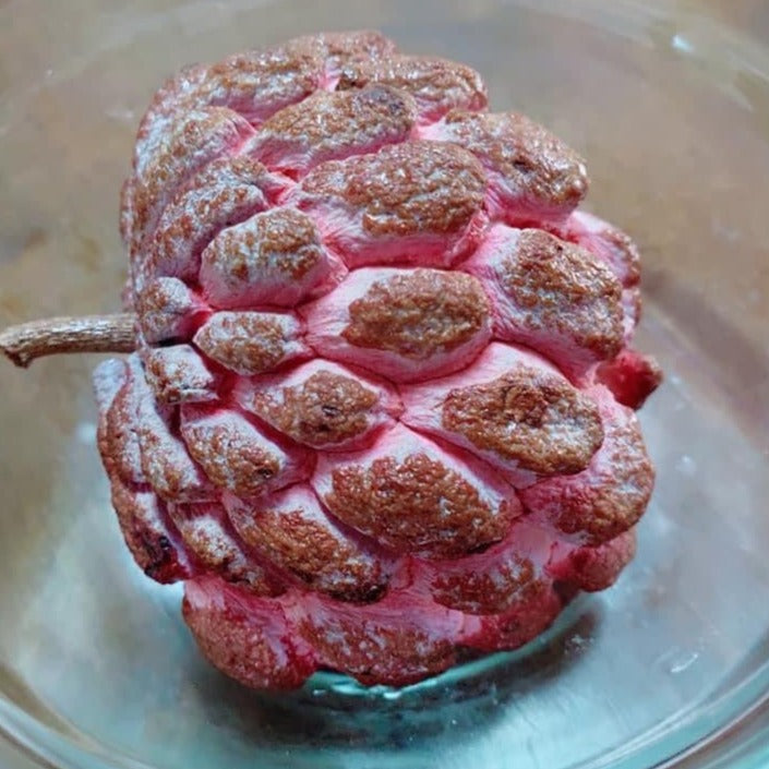 Pink Sugar Apple Plant - Sweetsop