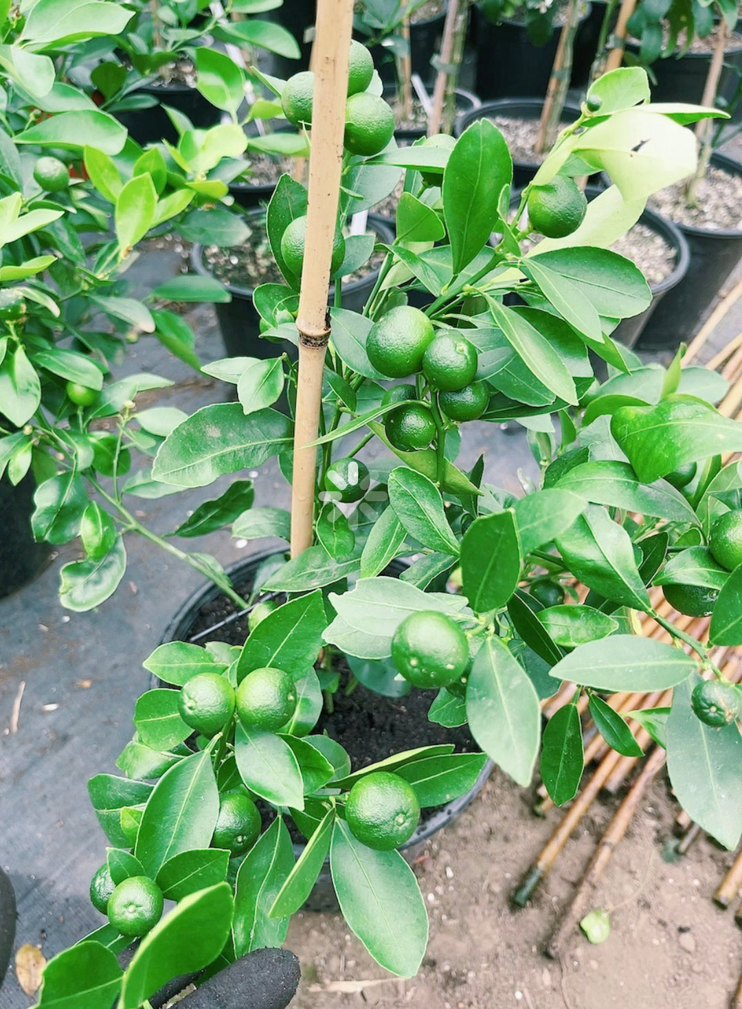 Calamansi - Marcot