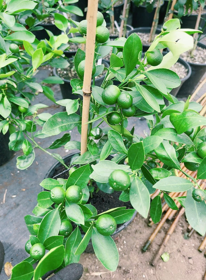 Calamansi - Marcot
