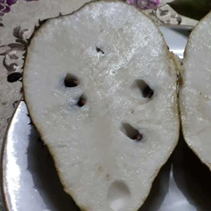 Giant Soursop Plant - Arusha