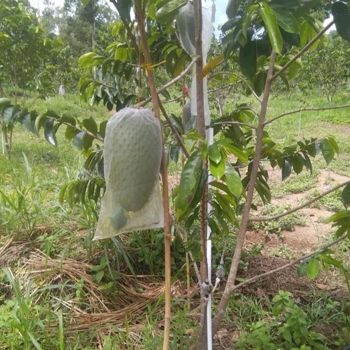 Soursop