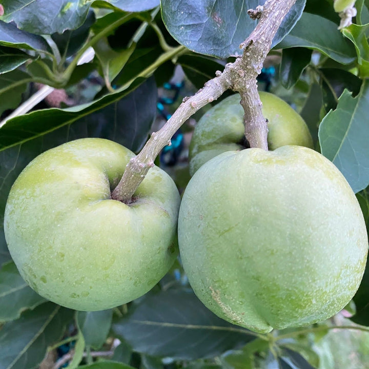 Casimiroa Garry White Sapote