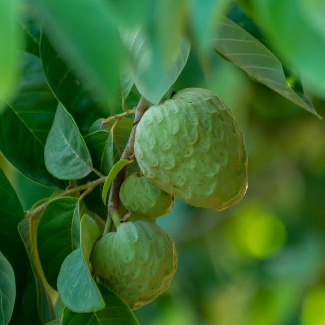 Cherimoya - Burton’s Favourite