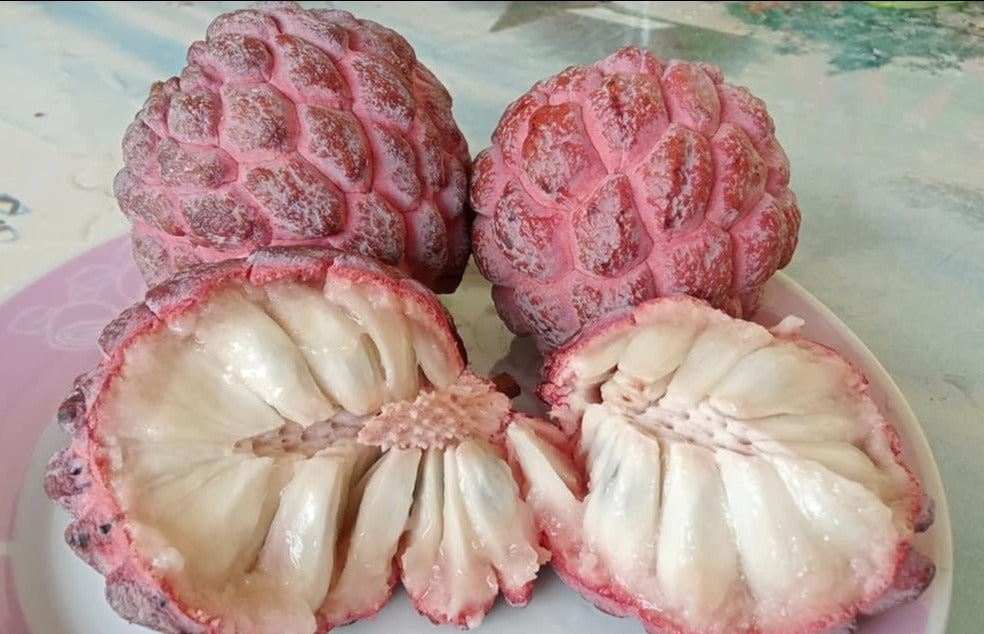 Pink Sugar Apple Plant - Sweetsop