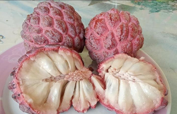 Pink Sugar Apple Plant - Sweetsop
