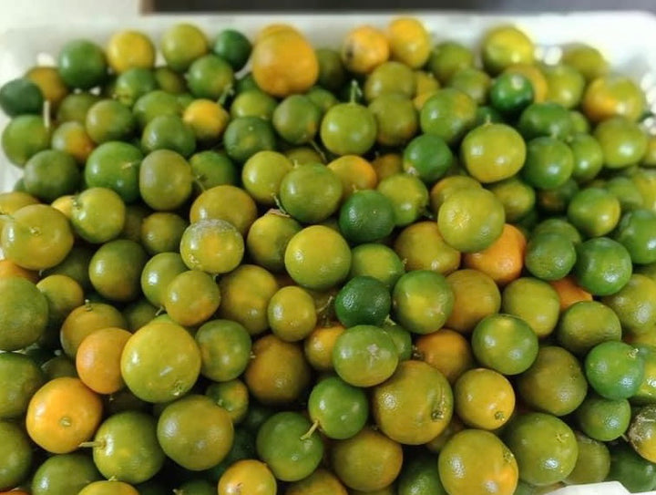 Calamansi - Grafted