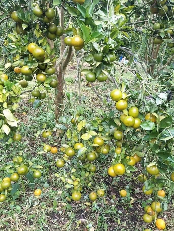 Calamansi - Grafted
