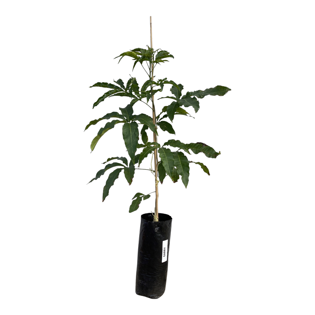 Garry Casimiroa White Sapote Plant