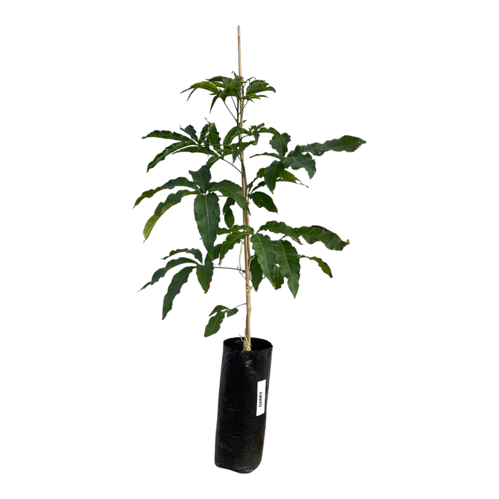 Garry Casimiroa White Sapote Plant