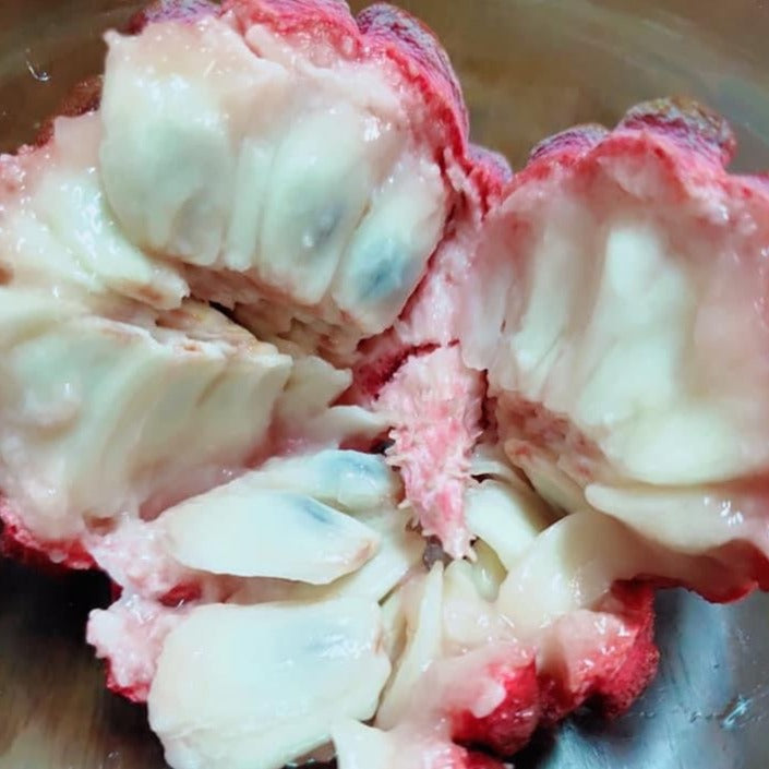 Pink Sugar Apple Plant - Sweetsop