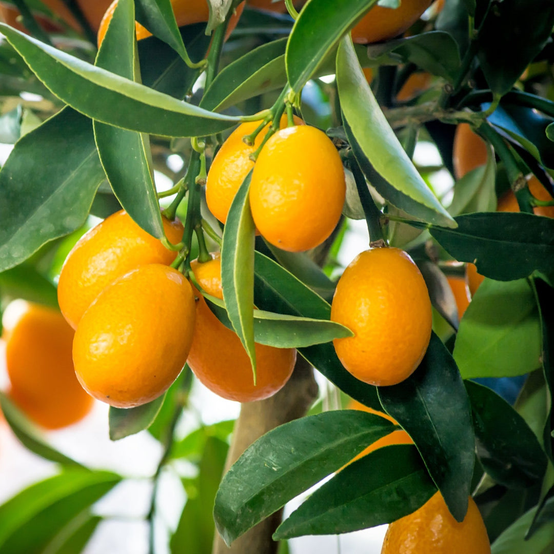 Limequat Eustis - Grafted Matured Large Plant