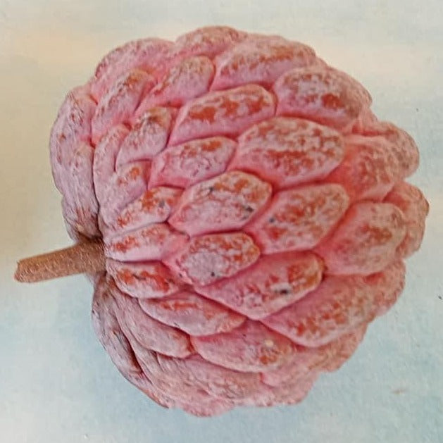 Pink Sugar Apple Plant - Sweetsop