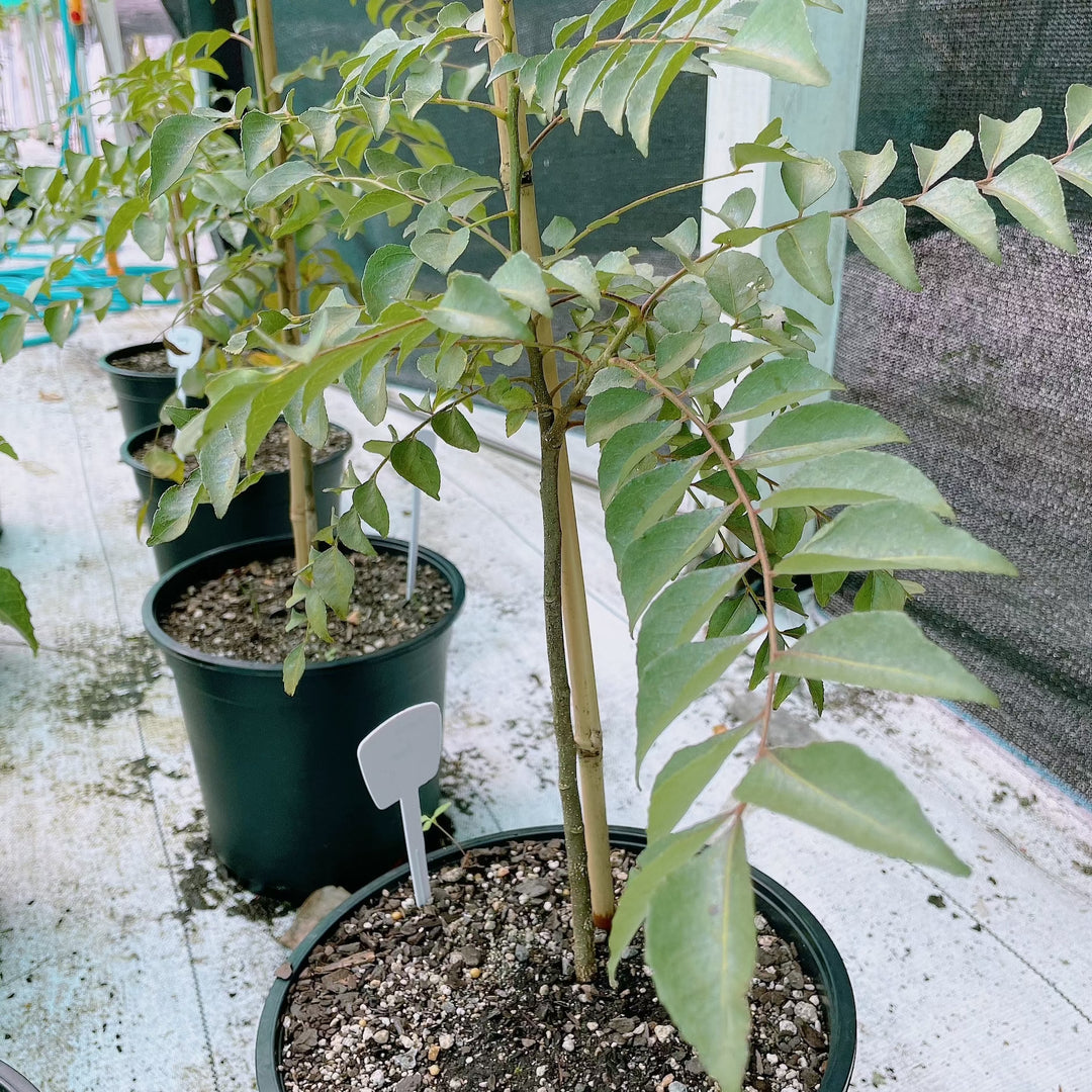 Curry leaf plant