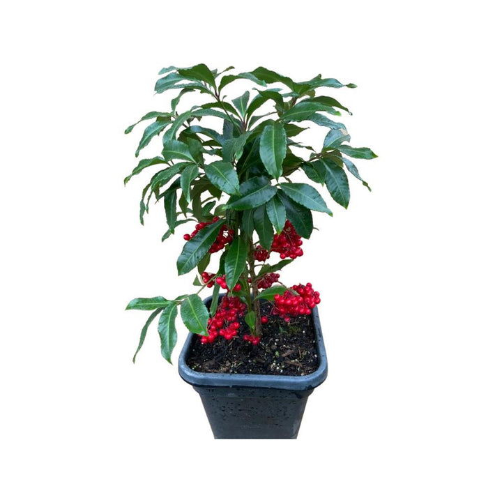 Ardisia Crenata - Christmas Berry