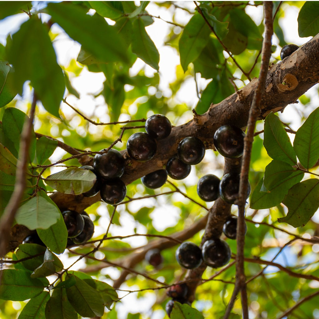Jaboticaba Large Leaf - Rare Variety