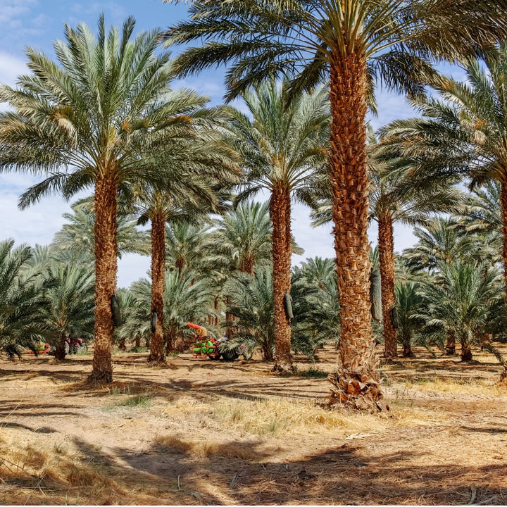 Medjool Dates