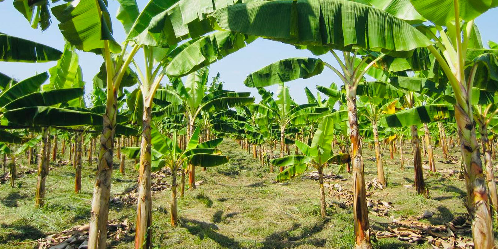 Green Organic Bananas Growing in Bunches on Tree in Tahiti stock photo