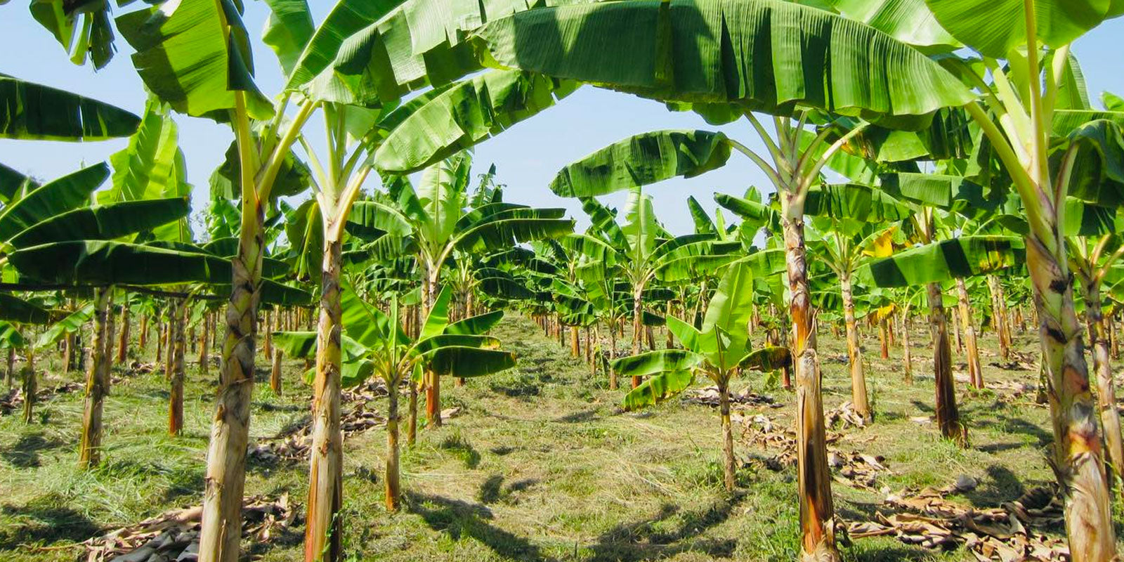 Top 13 Tips on Cultivating Banana Plants