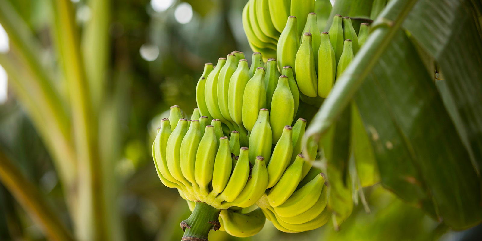 Top Tip for Propagating Banana Plants. Bigger Fruit, Stronger Stems & Shorter Plants