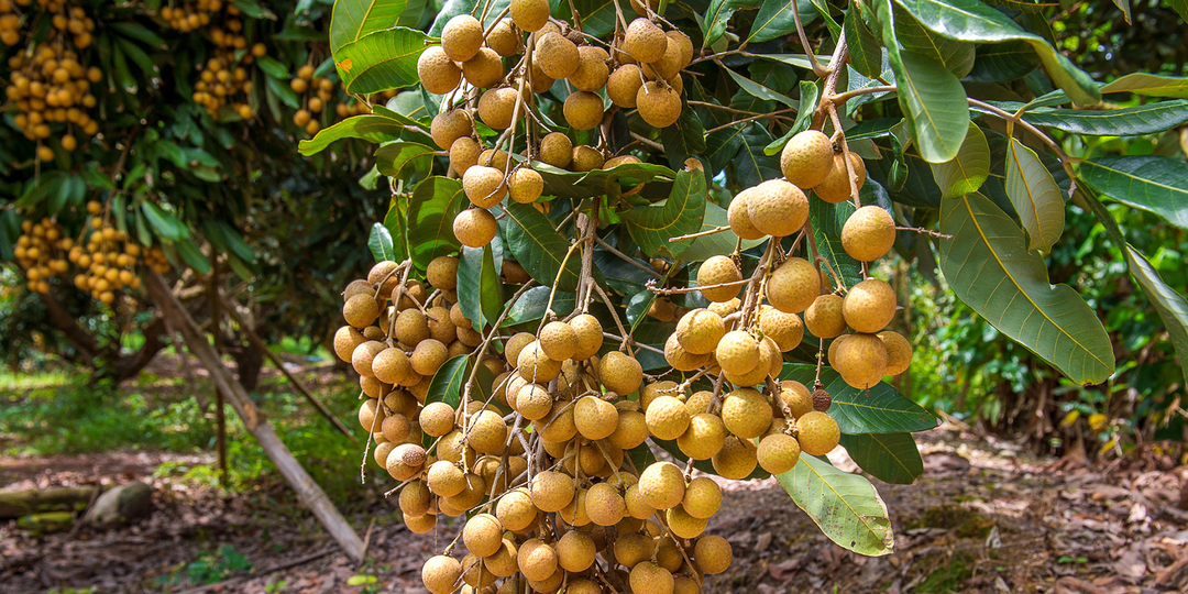 What does New Zealand Longan taste like?