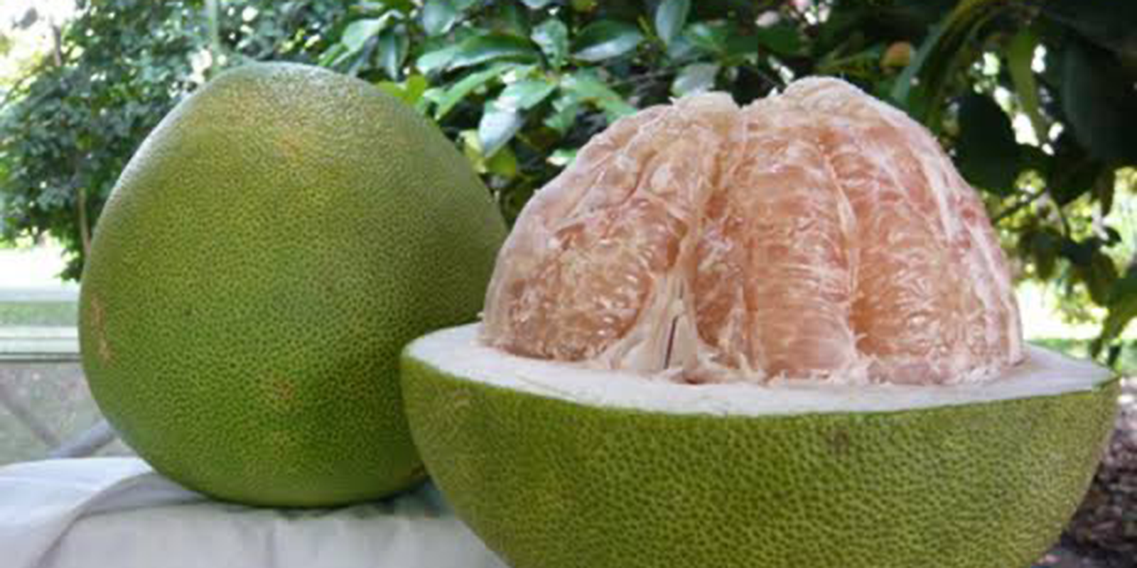 Pomelo Innermost What does Pomelo taste like? – Exotica NZ