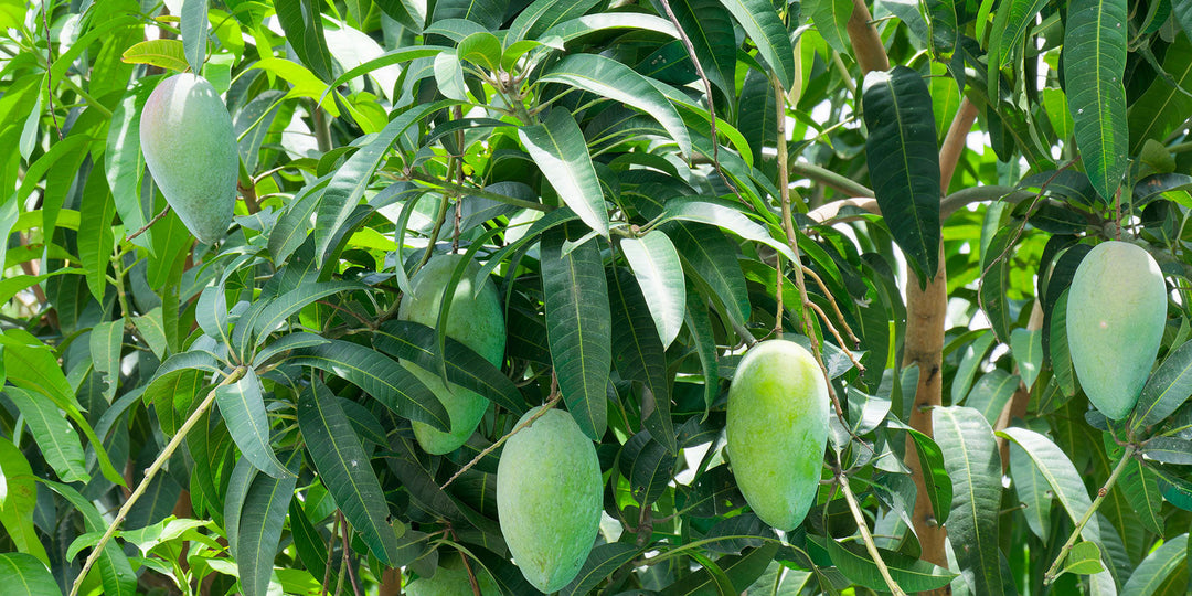 How to Grow a Mango Tree from Seed in New Zealand
