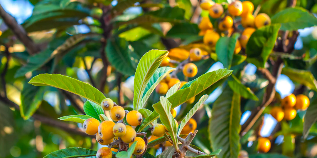 What does Loquat taste like? Kaitaia Gold vs Mogi Loquat