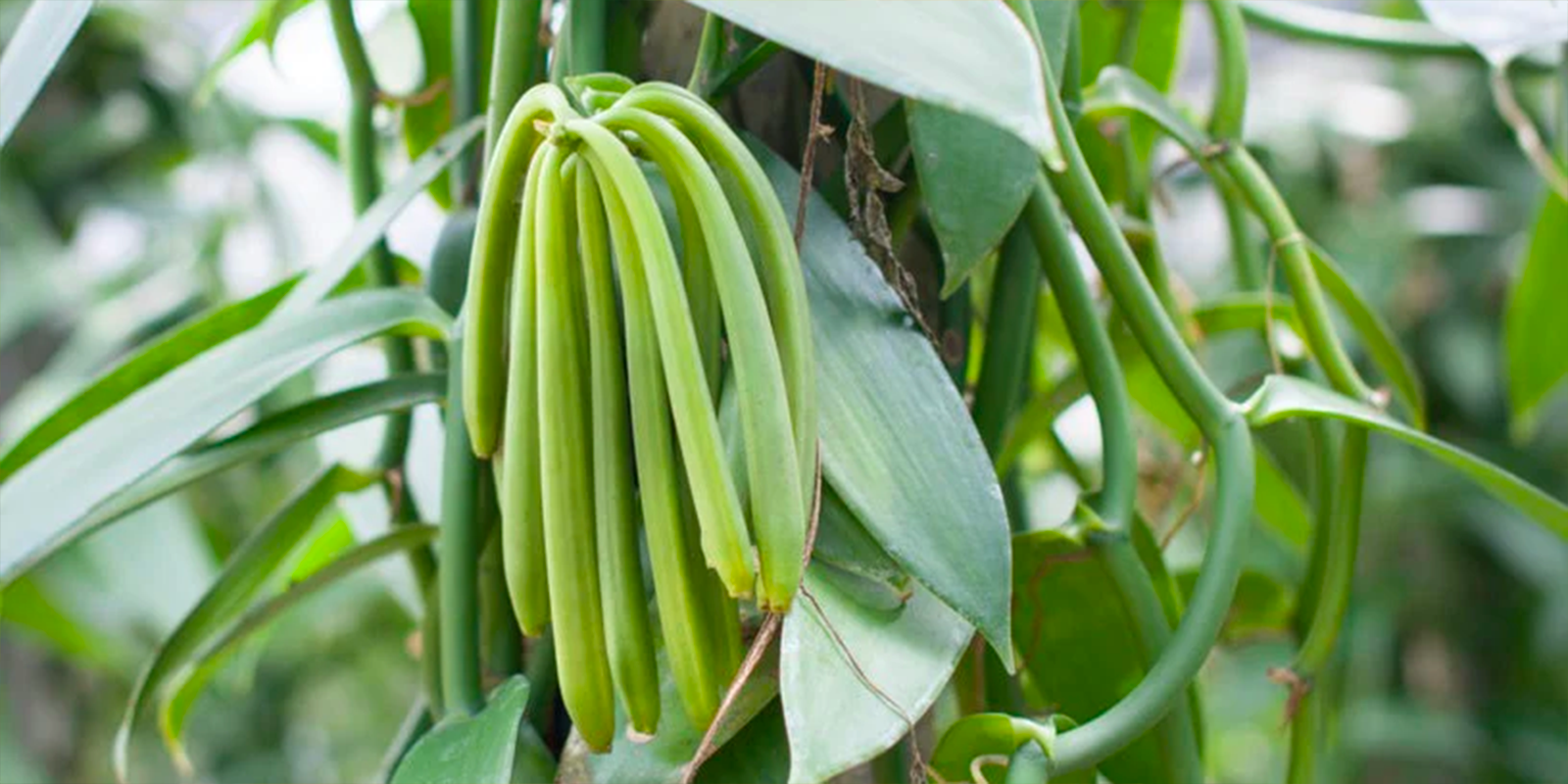 How to care for your Vanilla Plant at home