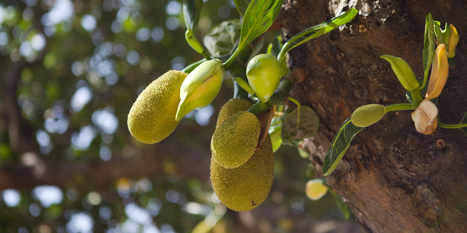 Jackfruit Inflorescence Does Jackfruit Have Flowers