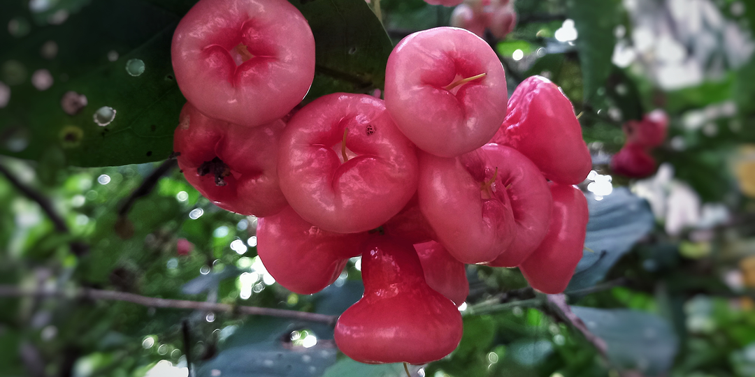 Jambu or Red Wax Apple / What does Jambu taste like?