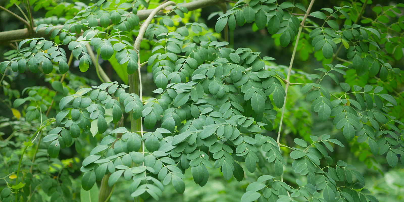 The Natural Wonder of Moringa: From Roots to Shoots, A Miracle of Nature