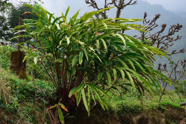 True Cardamon Plant