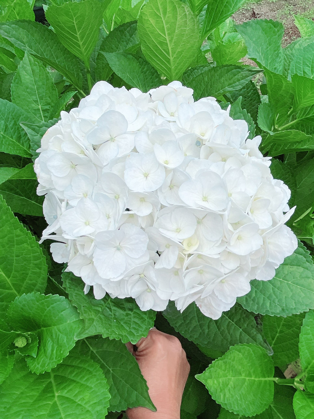 Exotica NZ Fresh Flower Nursery White Hydrageas for Sale