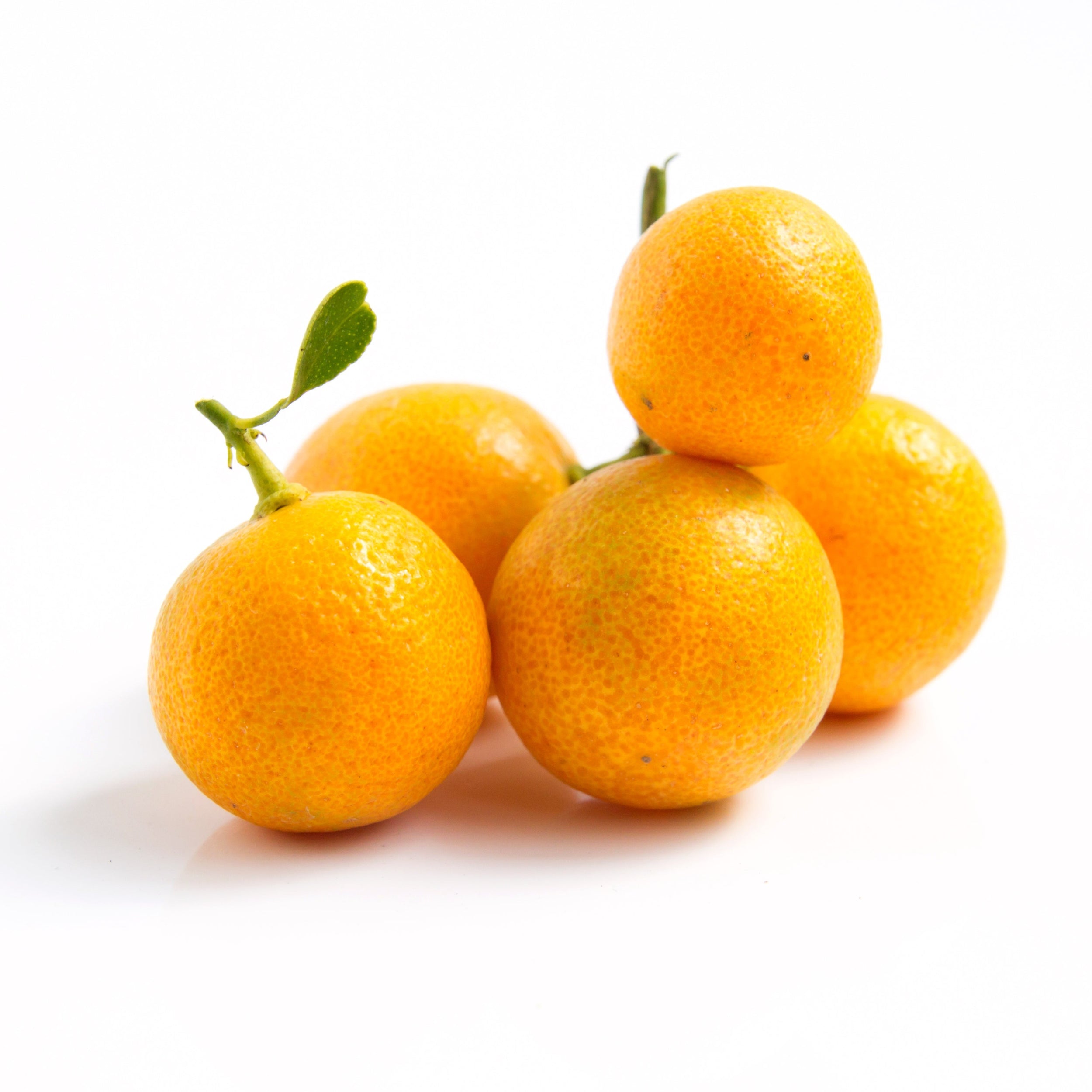 Exotic & Rare Tropical and Sub Tropical Plants for sale / Buy online Exotica NZ