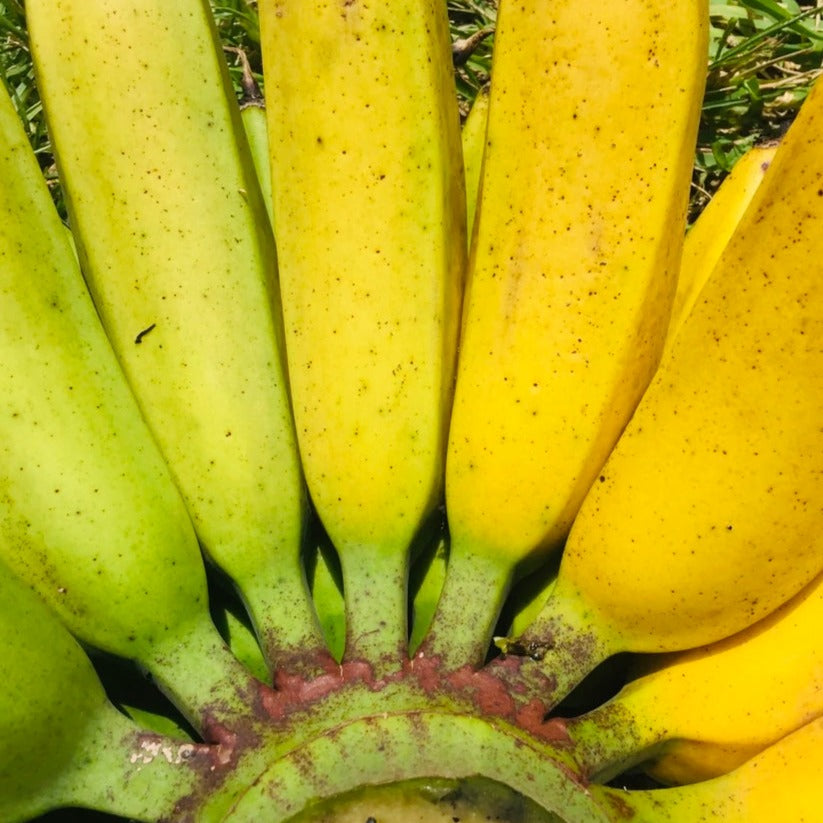 Bananas / Buy Banana Plants online New Zealand – Exotica NZ